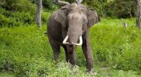 How Did Mr Kabini Elephant Die, What Happened? Cause Of Death Expla