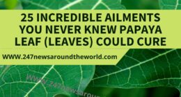 25 Incredible Ailments You Never Knew Papaya Leaf (Leaves) Could Cure