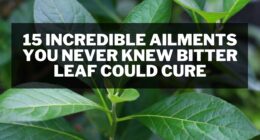15 Incredible Ailments You Never Knew Bitter Leaf Could Cure