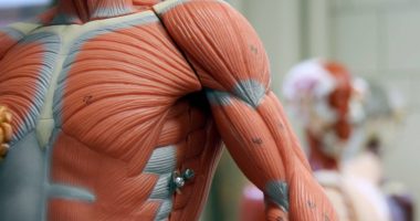How does physical activity affect your musculoskeletal system?