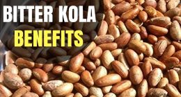 30 Amazing Health Benefits Of Eating Bitter Kola