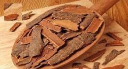 Health Benefits of Yohimbe: History, Traditional Use, Scientific Evidence And Side Effects