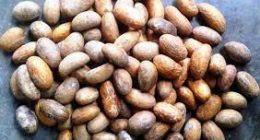 Is Bitter Kola Good For High Blood Pressure? Benefits And Side Effects
