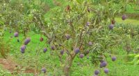 Health Benefits of Purple Mango