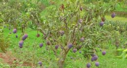 Health Benefits of Purple Mango