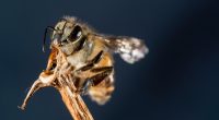 12 most painful insect stings in the world