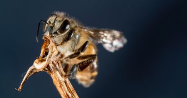 12 most painful insect stings in the world