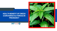 Health Benefit of Ewedu (Corchorus olitorius) In Pregnancy