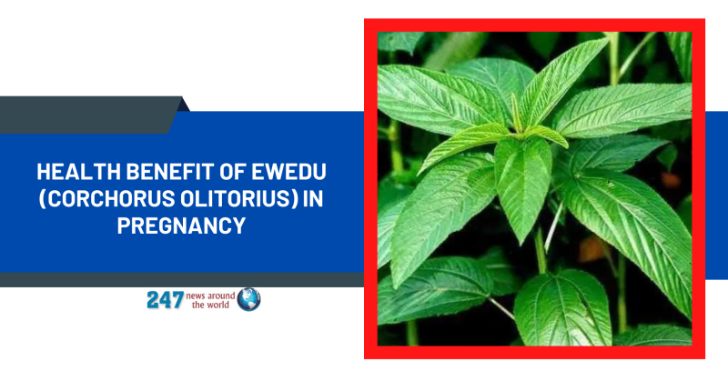 Health Benefit of Ewedu (Corchorus olitorius) In Pregnancy