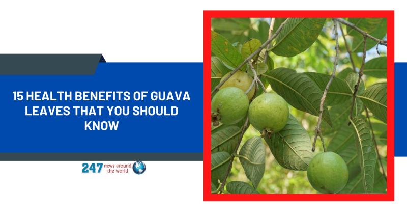 15 Health Benefits of Guava Leaves That You Should Know
