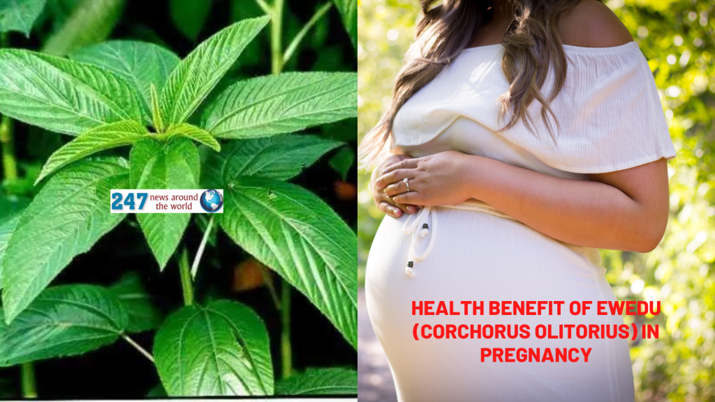 Health Benefit of Ewedu (Corchorus olitorius) In Pregnancy