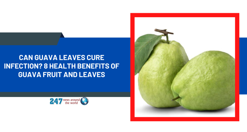 Can Guava Leaves Cure Infection? 8 Health Benefits of Guava Fruit and Leaves