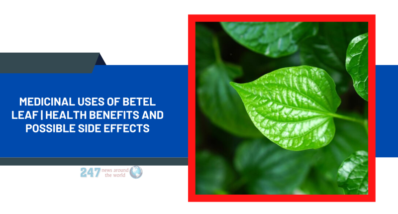 Medicinal Uses of Betel Leaf | Health Benefits And Possible Side Effects