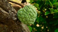Custard Apple Nutrition Facts: Health Benefits, Storage, And Preparation