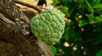 Custard Apple Nutrition Facts: Health Benefits, Storage, And Preparation