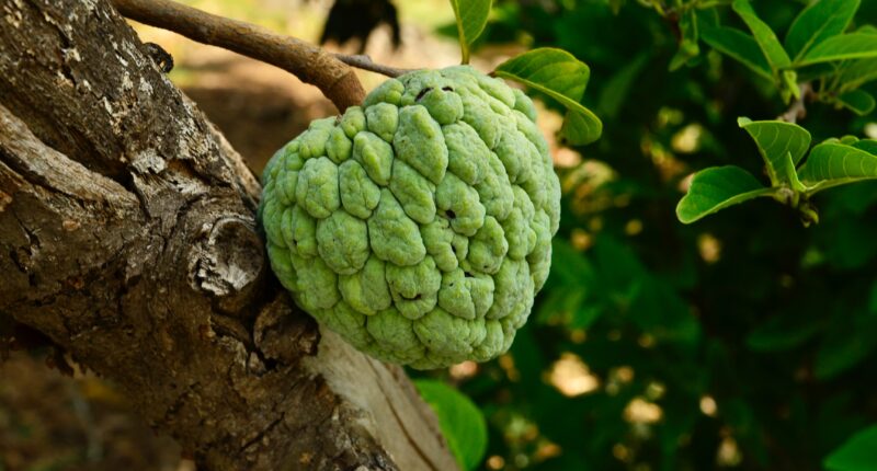 Custard Apple Nutrition Facts: Health Benefits, Storage, And Preparation