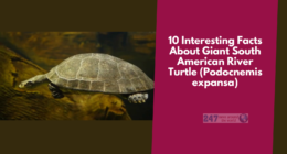 10 Interesting Facts About Giant South American River Turtle (Podocnemis expansa)