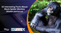 15 Interesting Facts About Black Spider Monkey (Ateles paniscus)