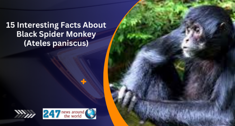 15 Interesting Facts About Black Spider Monkey (Ateles paniscus)
