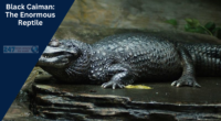 Black Caiman: The Enormous Reptile | Diet Habits And Fun Facts