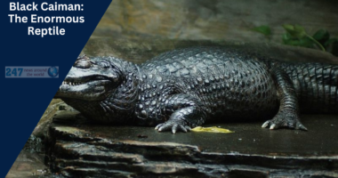 Black Caiman: The Enormous Reptile | Diet Habits And Fun Facts