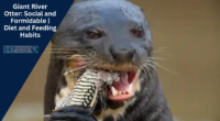 Giant River Otter: Social and Formidable | Diet and Feeding Habits