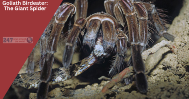 Goliath Birdeater: The Amazon Giant Spider