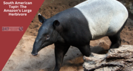 South American Tapir: The Amazon's Large Herbivore