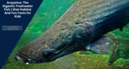 Arapaima: The Gigantic Freshwater Fish | Diet Habitat And Fun Facts for Kids
