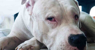 Dogo Argentino Breed History And Facts: Know The Thoughts of This Breed and Power