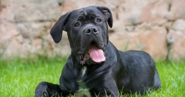 Male Vs Female Cane Corso: 10 Key Differences Between Them