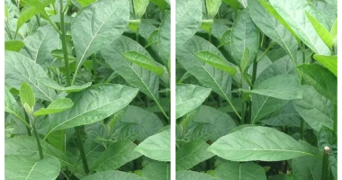 35 Proven Health Benefits Of Bitter Leaf (Vernonia amygdalina)