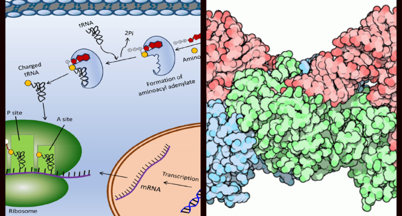 Unveiling the Intricacies: 15 Amazing Facts About Aminoacyl tRNA Synthetase