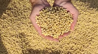 Unveiling the Power of Soybean Nutrition Facts
