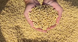 Unveiling the Power of Soybean Nutrition Facts