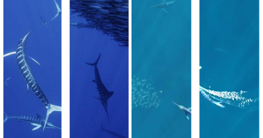 Predatory Fish Use Rapid Color Changes for Coordinated Attacks