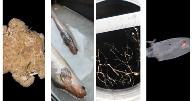 Scientists Discover 100 Potential New Deep-Sea Species, Including Mystery Creature
