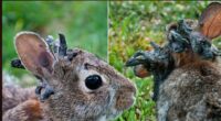 Horned Zombie Rabbits in Fort Collins Colorado