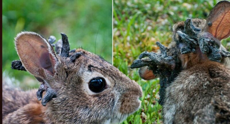 Horned Zombie Rabbits in Fort Collins Colorado