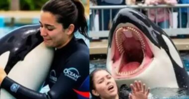 Orca Trainer Jessica Radcliffe Incident: Is She Still Alive