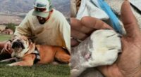 Lewis Hamilton Mourns Bulldog Roscoe’s Heartbreaking Death