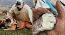 Lewis Hamilton Mourns Bulldog Roscoe’s Heartbreaking Death