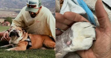 Lewis Hamilton Mourns Bulldog Roscoe’s Heartbreaking Death