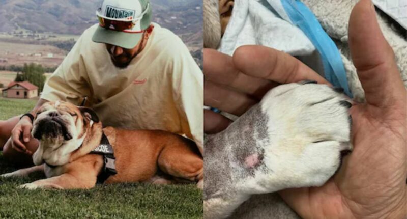 Lewis Hamilton Mourns Bulldog Roscoe’s Heartbreaking Death