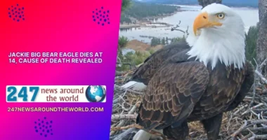 jackie big bear eagle dies at 14 cause of death
