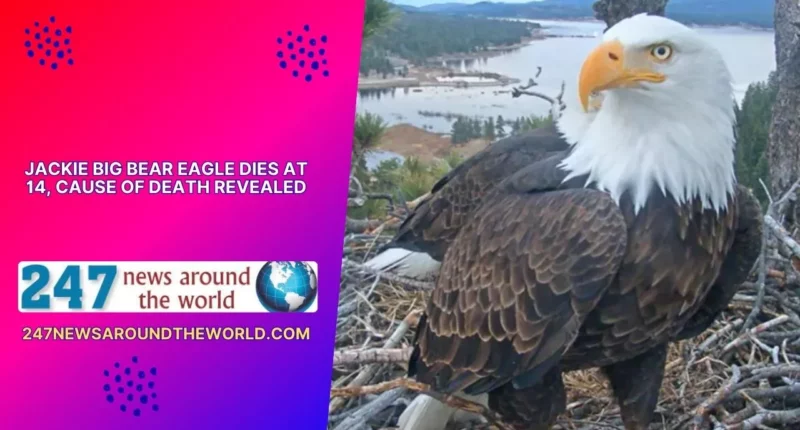 jackie big bear eagle dies at 14 cause of death